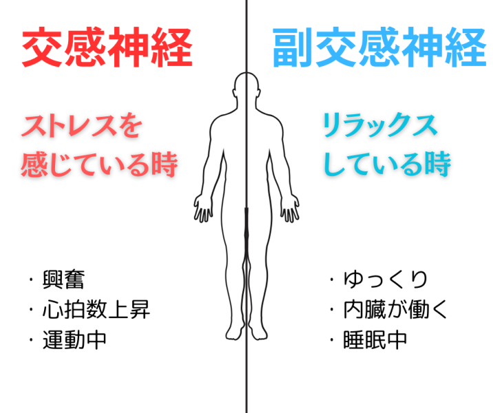 自律神経説明