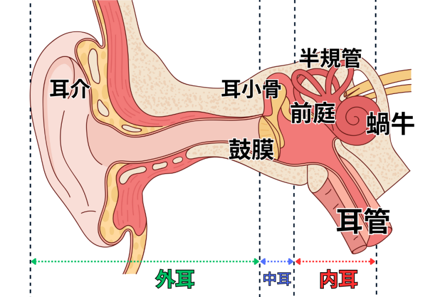 難聴・耳鳴り